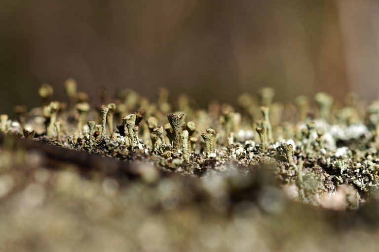 lichen pixie cup cladonia 3.jpg