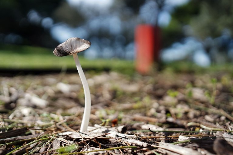 ink cap mushrooms park 1.jpg