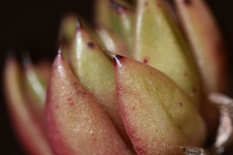 Echeveria Agavoides 2023 16.jpg