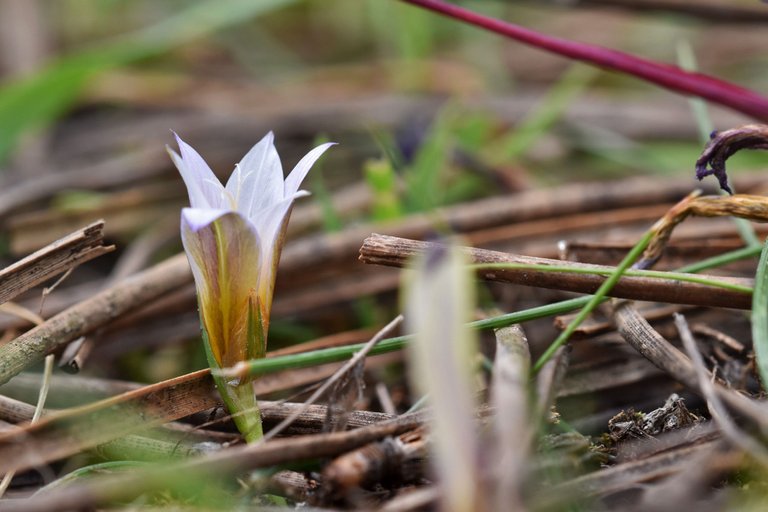 Romulea ramiflora flower 5.jpg