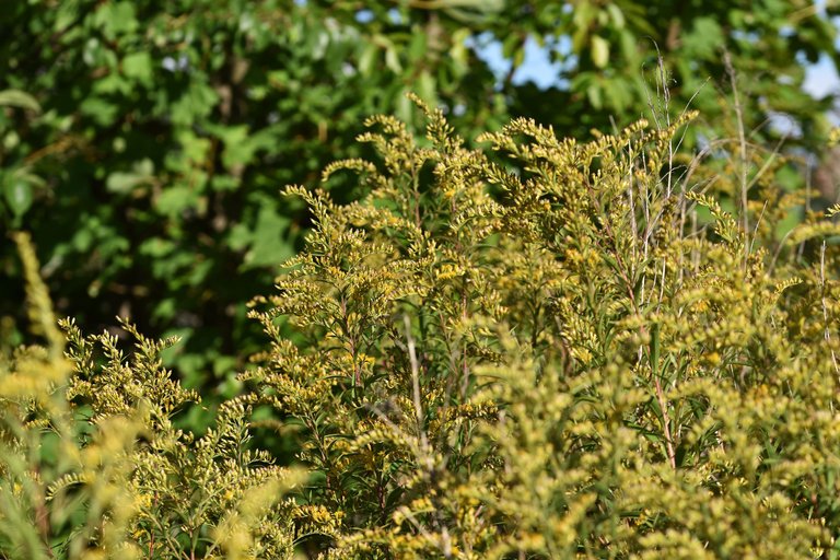 Solidago canadensis goldenrod wildflower pl 3.jpg