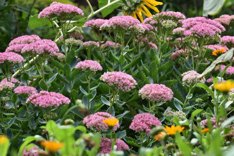 Sedum spectabile pl 11.jpg