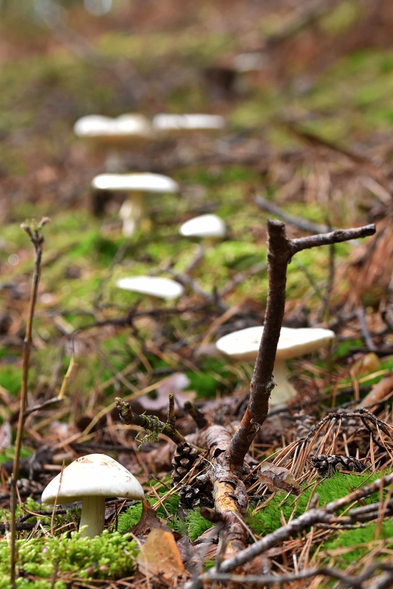 Amanita citrina white mushrooms pl 3.jpg