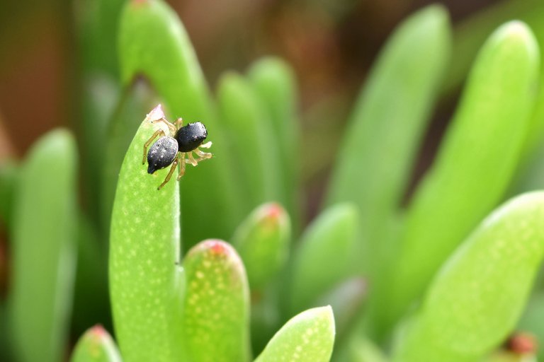 black jumping spider ice plant 13.jpg