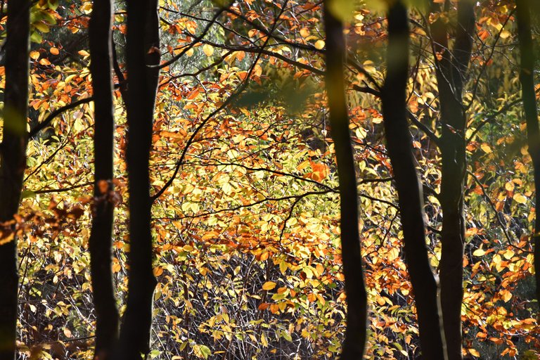 autumn forest pl 15.jpg