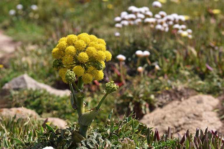 Giant fennel Ferula communis cabo da roca 2.jpg