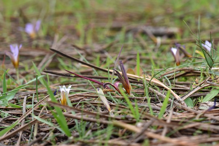 Romulea ramiflora flower 4.jpg