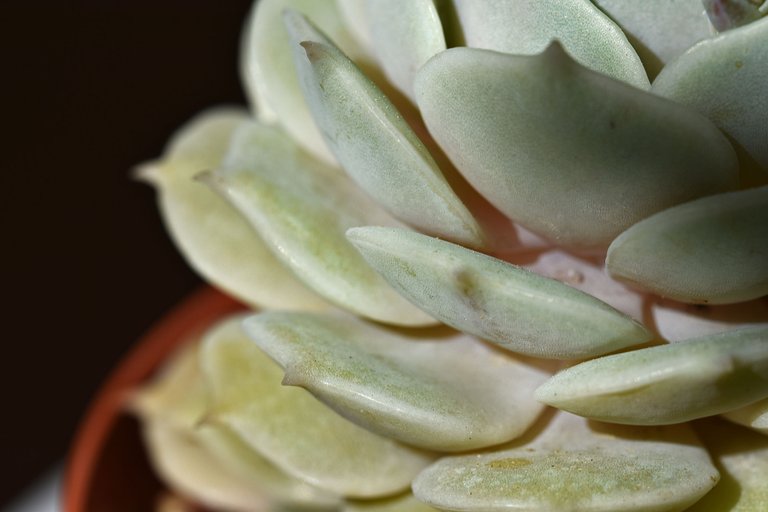 echeveria no ID blue 2023 10.jpg