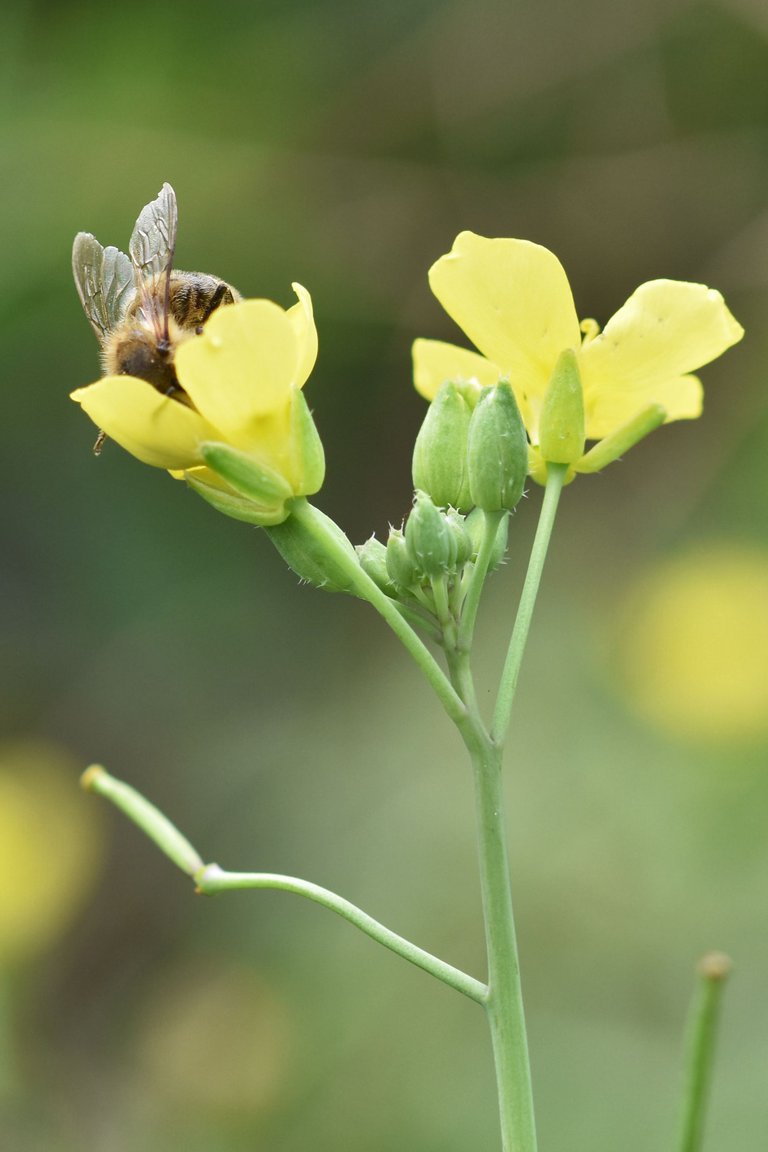 yellow ruccola bee pl 10.jpg