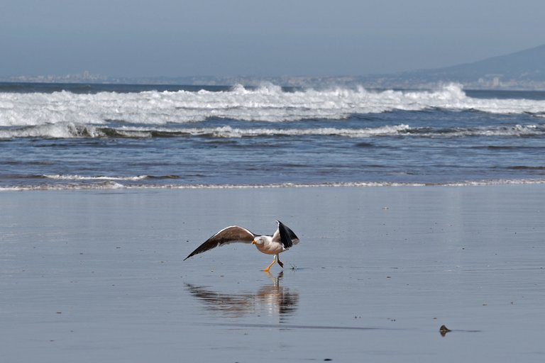seagull fonte da telha beach 6.jpg