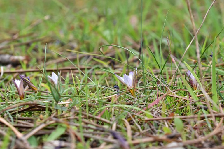 Romulea ramiflora flower 3.jpg