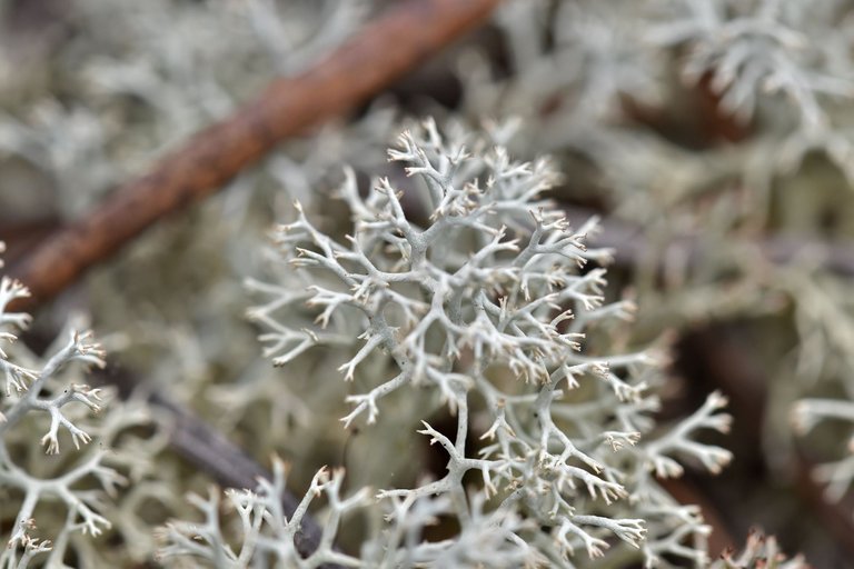 Cladonia rangiferina lichen 2.jpg