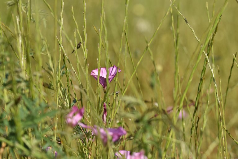 Convolvulus althaeoides pink 11.jpg