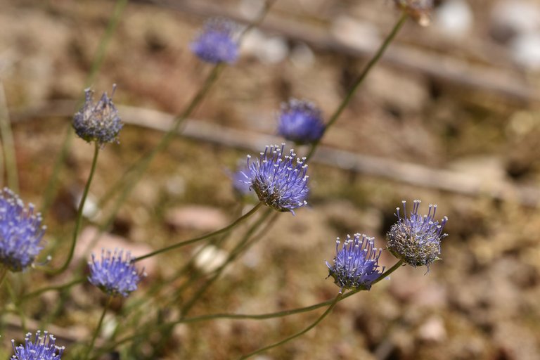 Jasione montana blue wildflower 1.jpg