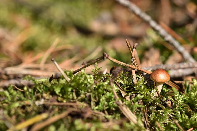 Tiny mushroom woods pl 11.jpg