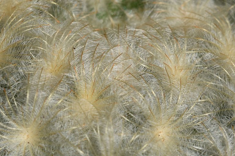 Mammillaria plumosa 2024 2.jpg