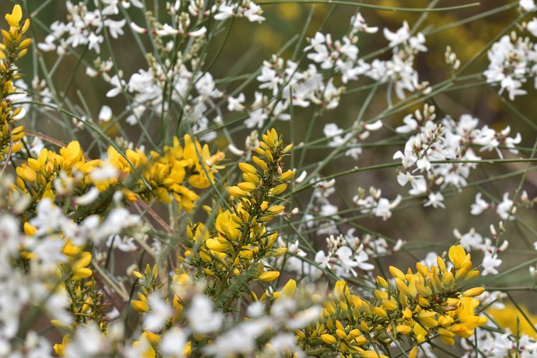 Retama monosperma bridal broom flowers 9.jpg