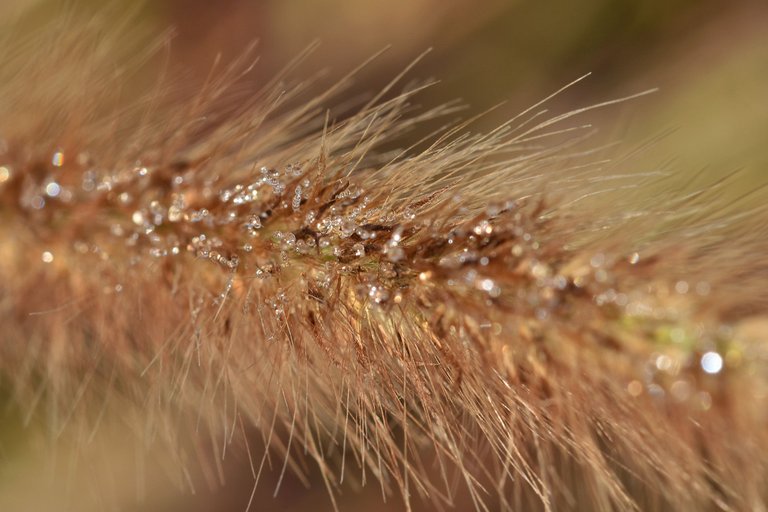 grass waterdrops macro 1.jpg