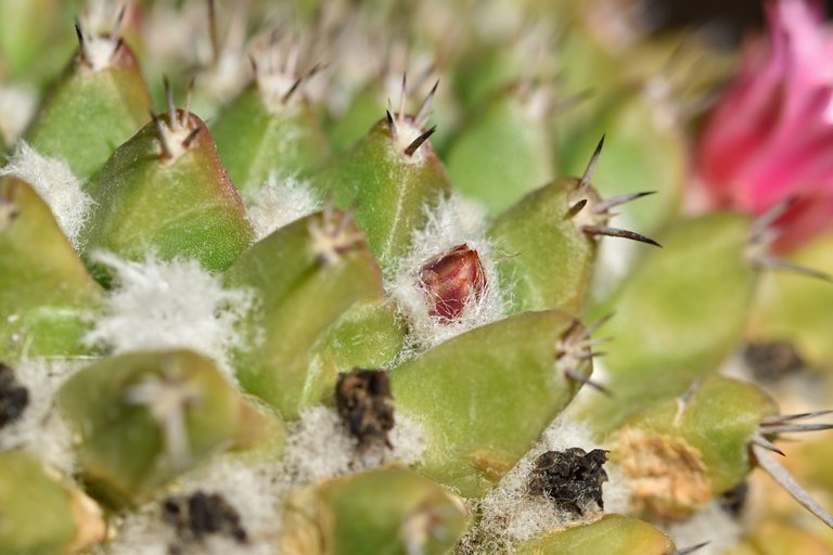 Mammillaria magnimamma 2025 4.jpg