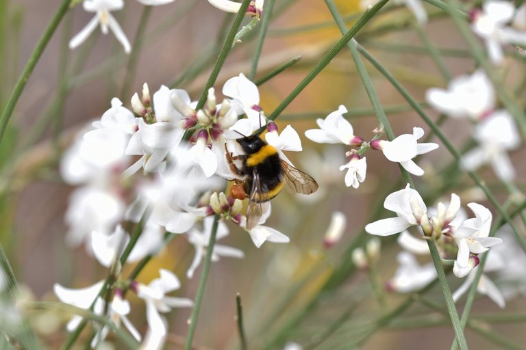 Retama monosperma bridal broom flowers 3.jpg