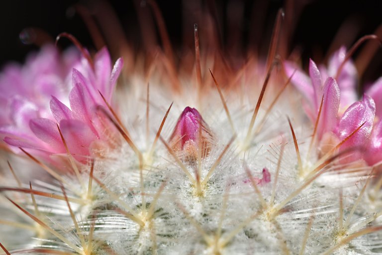 Mammillaria Bombycina 2025 8.jpg