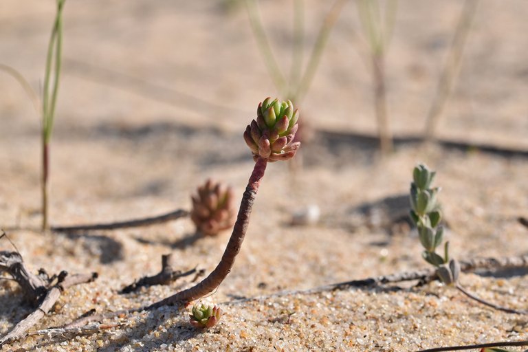 beach plant 6.jpg