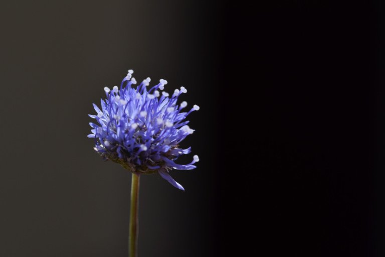 Jasione montana blue wildflower 7.jpg