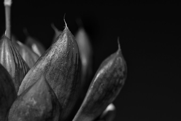 Haworthia cooperi flower bw 3.jpg