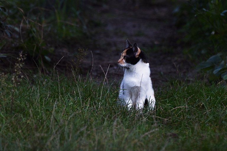 Calico kitty pl 4.jpg