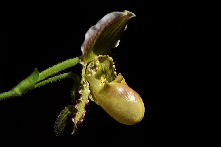 paphiopedilum pinocchio 7.jpg