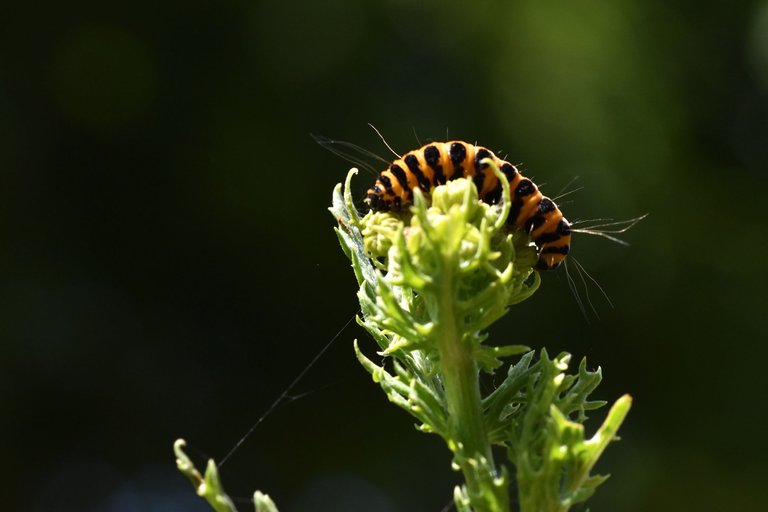 Cinnabar moth caterpillar 2.jpg