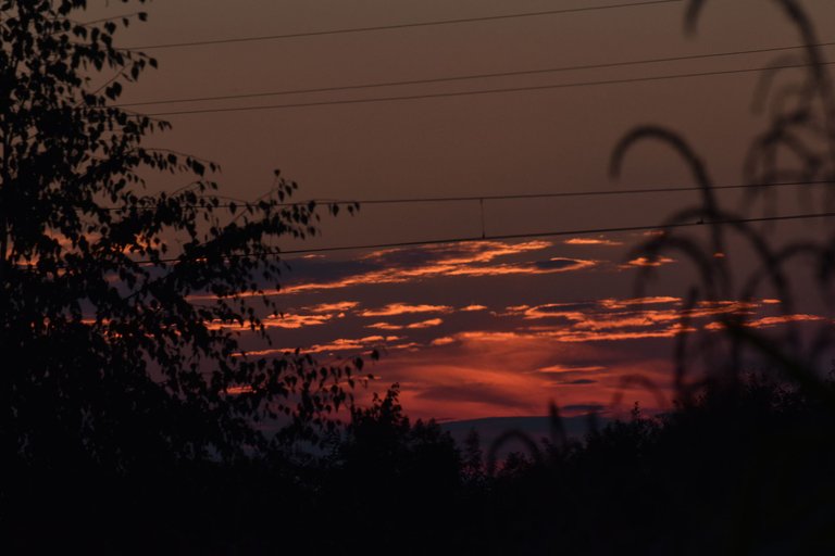 sunset grass silhouette pl 7.jpg