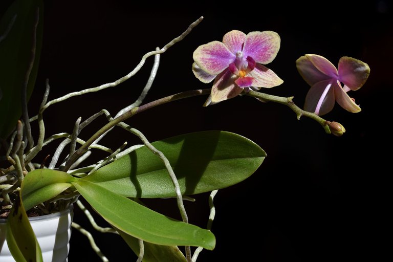 Mini phalaenopsis yellow-pink 2023 3.jpg