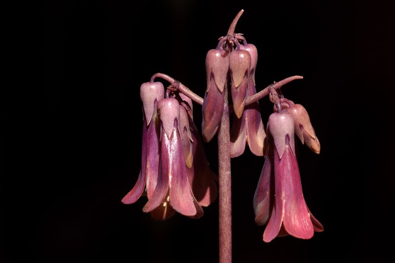 kalanchoe daigremontiana 2023 flowers 3.jpg