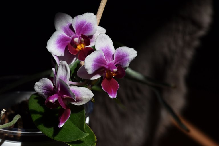 mini orchid flower surprise 2022 1.jpg