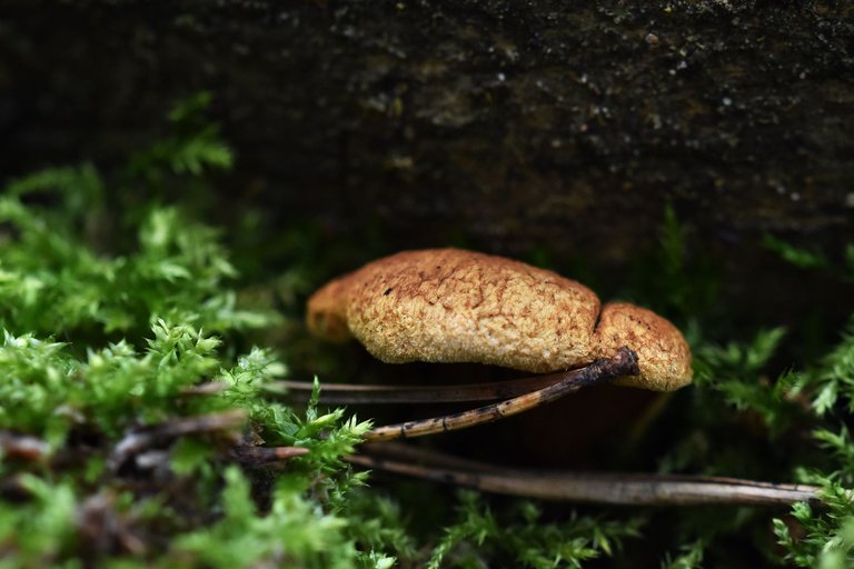 mushroom forest pl 2.jpg