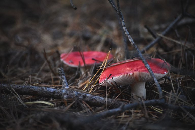 red russula pl 3.jpg