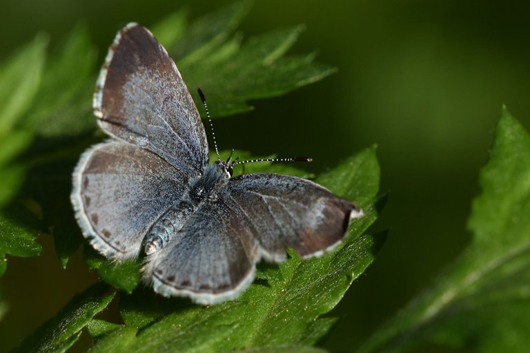 blue butterfly 1.jpg