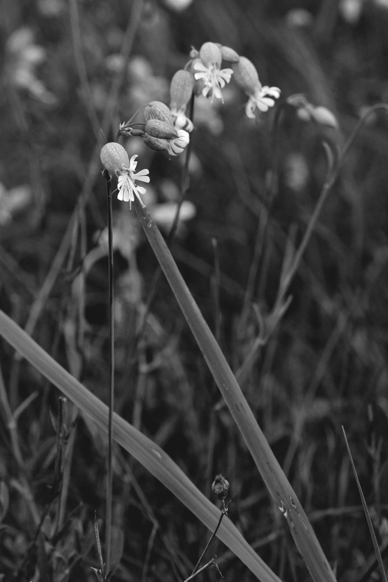 Silene wildflower bw 2.jpg