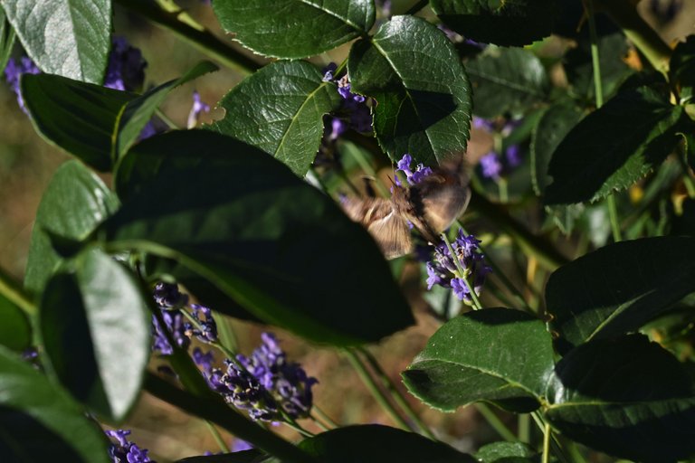 moth lavender 2.jpg