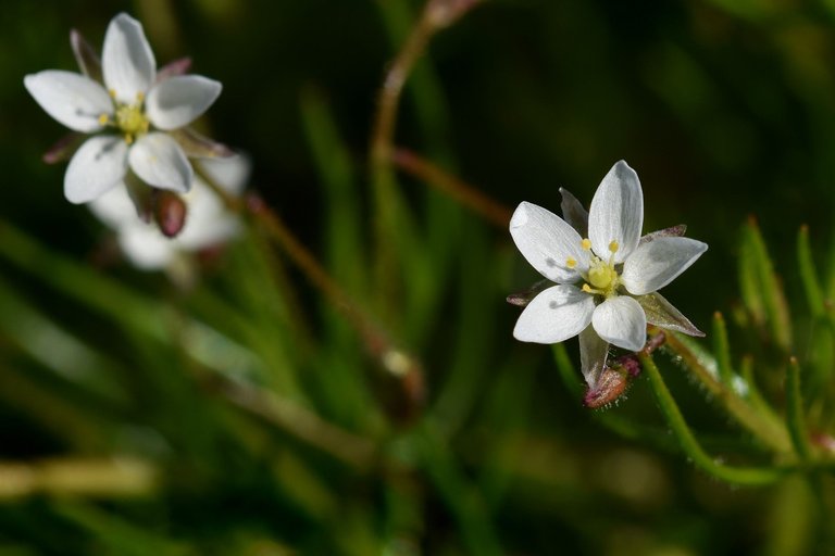 Spergula arvensis white wildflower 1.jpg