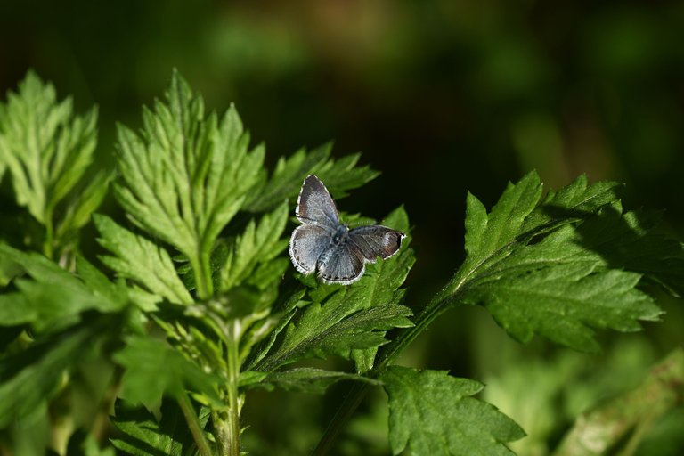 blue butterfly 2.jpg
