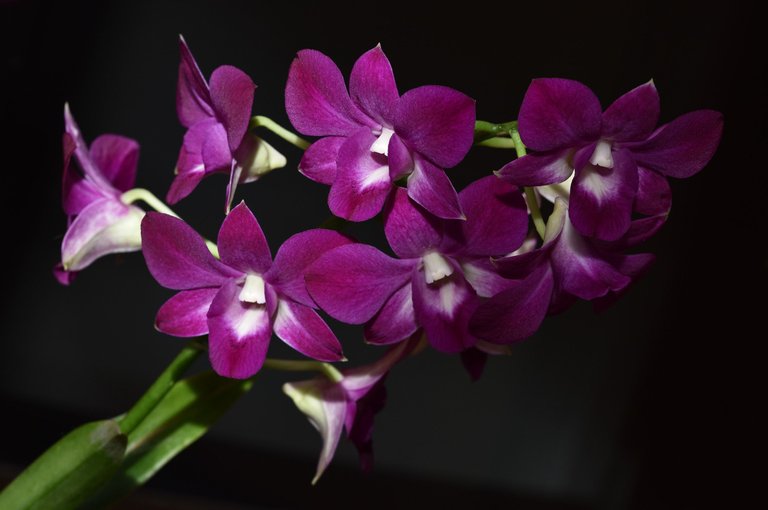 Dendrobium Phal Purple Happiness 2.jpg
