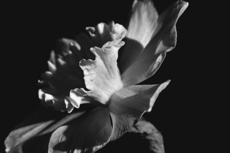 daffodil flower bw 4.jpg