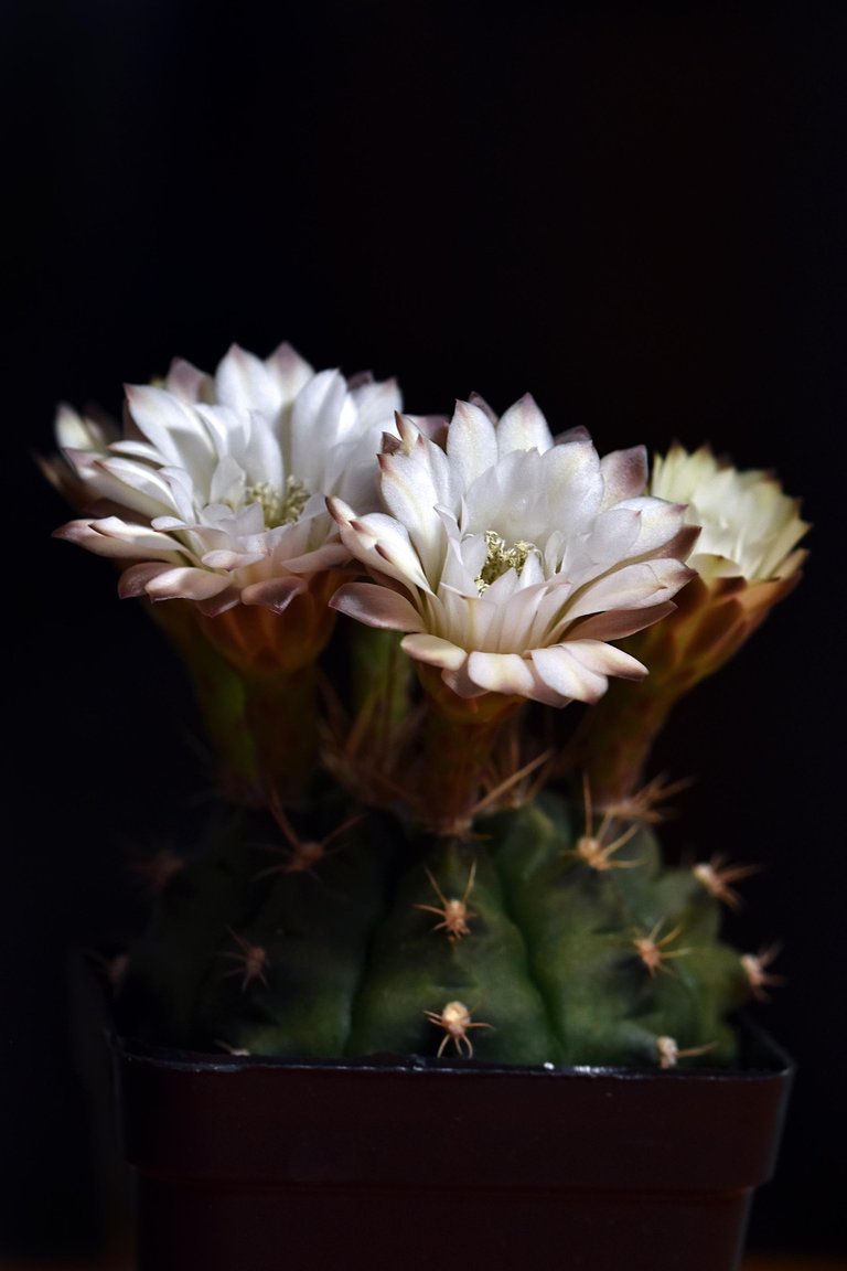 Gymnocalycium white flower 2025 9.jpg