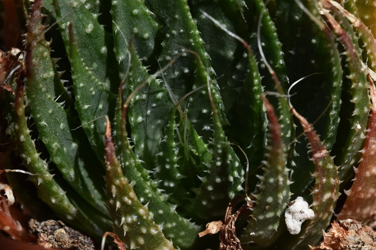 Aloe Aristata flowers 2021 11.jpg