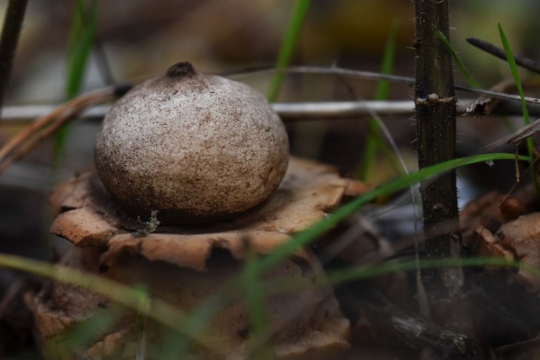 geastrum earthstar mushroom pl 12.jpg