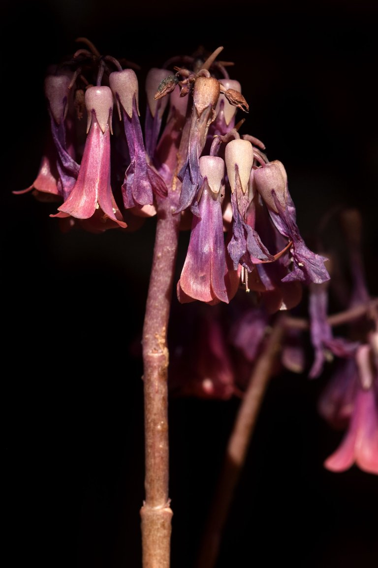 kalanchoe daigremontiana 2023 flowers 2.jpg