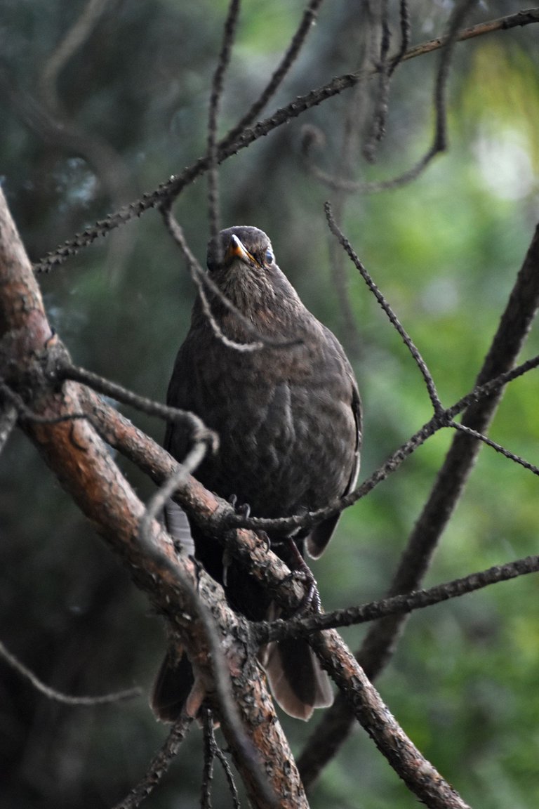 blackbird female pl 6.jpg