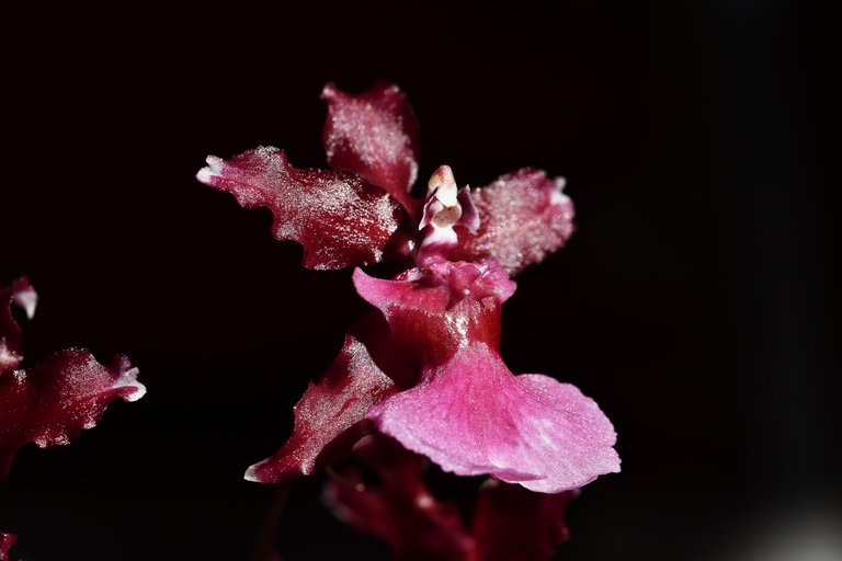 Oncidium Sharry Baby flower 2021 6.jpg